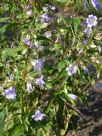 Campanula trachelium