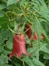 Canarina canariensis