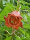 Canarina canariensis