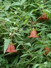 Canarina canariensis