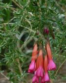 Cantua buxifolia