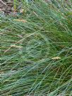 Carex appressa