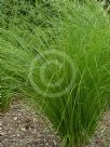 Carex appressa