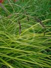 Carex elata Aurea