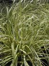 Carex oshimensis Evergold