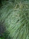 Carex oshimensis Evergold