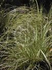 Carex oshimensis Evergold