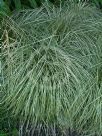 Carex oshimensis Evergold