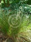 Carex secta