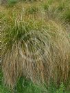 Carex secta