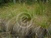 Carex secta