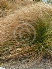 Carex testacea