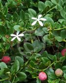 Carissa macrocarpa Green Carpet