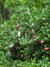 Carissa macrocarpa Green Carpet