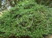 Carissa macrocarpa Green Carpet