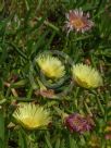 Carpobrotus edulis