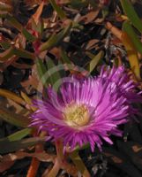 Carpobrotus glaucescens