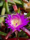 Carpobrotus rossii