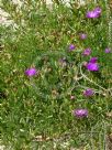 Carpobrotus rossii