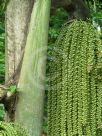 Caryota urens