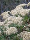 Cassinia longifolia