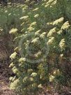 Cassinia longifolia