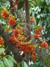 Castanospermum australe