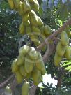 Castanospermum australe