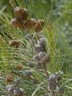 Casuarina cristata