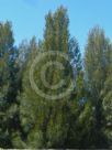 Casuarina cristata