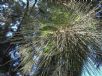 Casuarina cunninghamiana