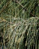 Casuarina equisetifolia incana