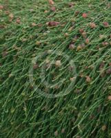 Casuarina glauca prostrate form