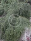 Casuarina glauca prostrate form