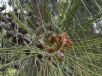 Casuarina glauca