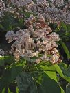 Catalpa bignonioides