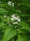 Catalpa speciosa