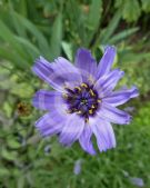 Catananche caerulea