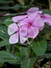 Catharanthus roseus Roseus Group