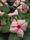 Catharanthus roseus Roseus Group