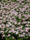 Catharanthus roseus Roseus Group