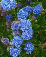 Ceanothus papillosus