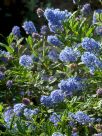 Ceanothus papillosus