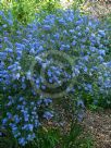 Ceanothus papillosus