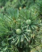 Cedrus atlantica