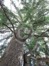 Cedrus atlantica