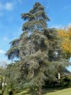 Cedrus atlantica