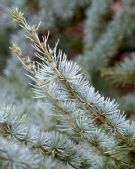 Cedrus atlantica glauca