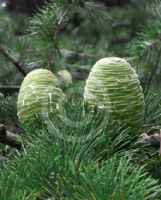 Cedrus libani