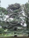 Cedrus libani